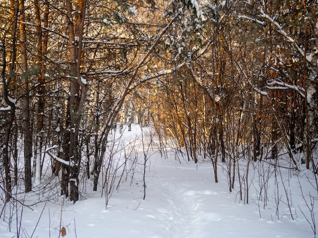 Bellissimo paesaggio invernale Il piacere della solitudine