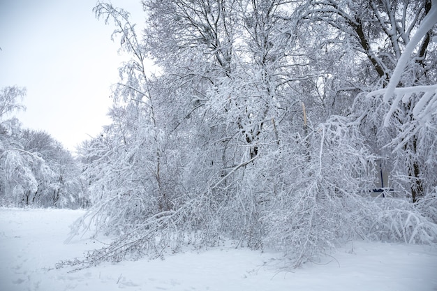 Bellissimo paesaggio invernale innevato nel parco