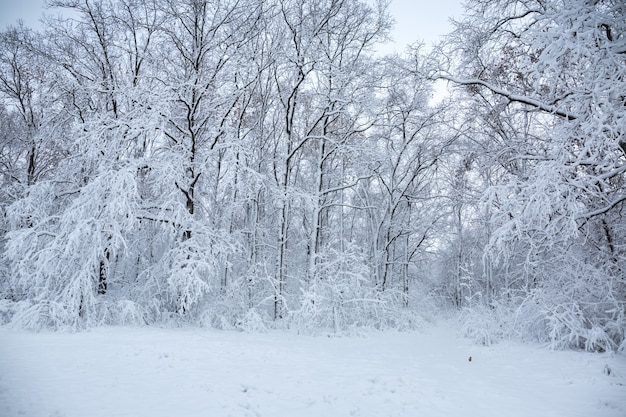 Bellissimo paesaggio invernale innevato nel parco