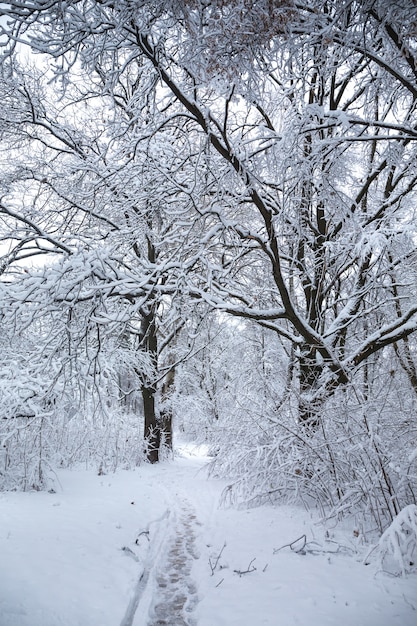 Bellissimo paesaggio invernale innevato nel parco