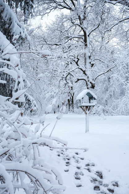 Bellissimo paesaggio invernale innevato nel parco