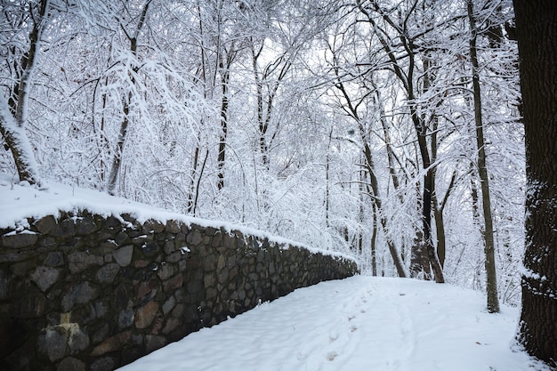 Bellissimo paesaggio invernale innevato nel parco