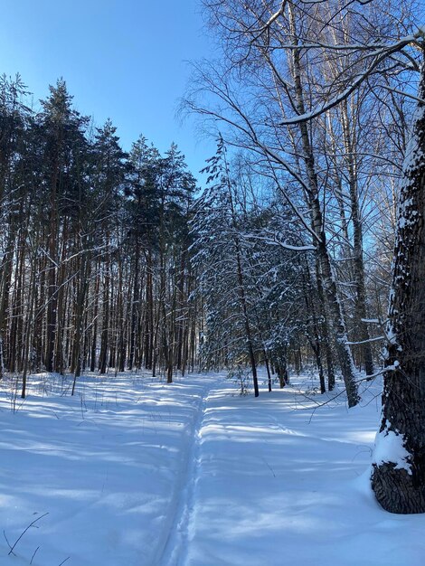 bellissimo paesaggio invernale segni di sci sulla neve nella foresta invernale giorno ghiacciato innevato