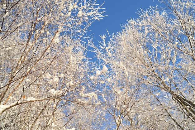 Bellissimo paesaggio invernale