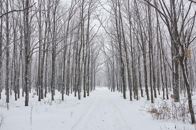 Bellissimo paesaggio invernale