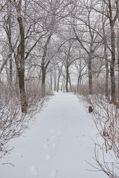 Bellissimo paesaggio invernale