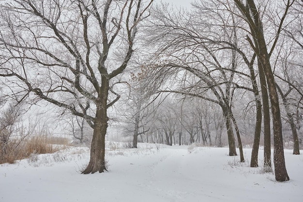 Bellissimo paesaggio invernale