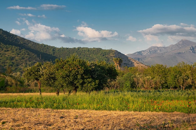 Bellissimo paesaggio italiano aranci in un campo fiorito sullo sfondo delle montagne