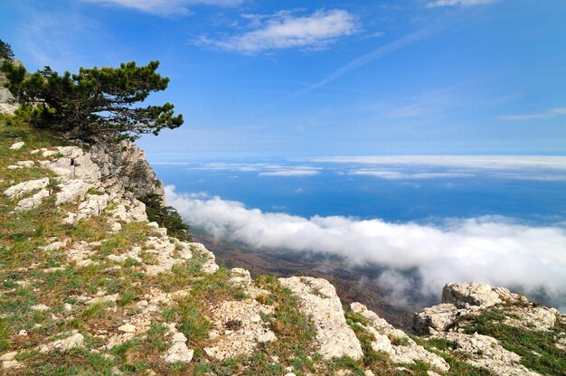 Bellissimo paesaggio, l'albero cresce in cima alla montagna rocciosa, alla valle della foresta e al cielo azzurro con nuvole bianche