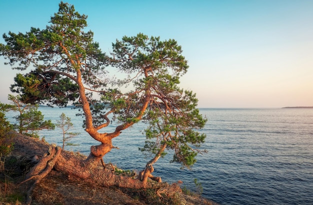 Bellissimo paesaggio lacustre estivo Riva rocciosa del lago Ladoga e pini sulle pietre