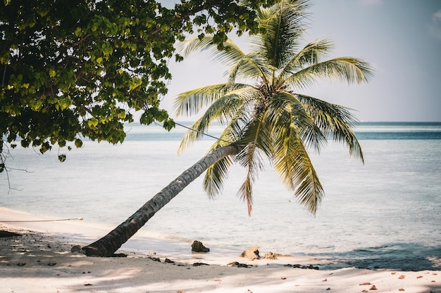 Bellissimo paesaggio marino alle Maldive con palme.