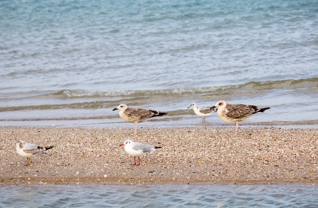 Bellissimo paesaggio marino Gabbiani sul mare Gabbiani sulla riva