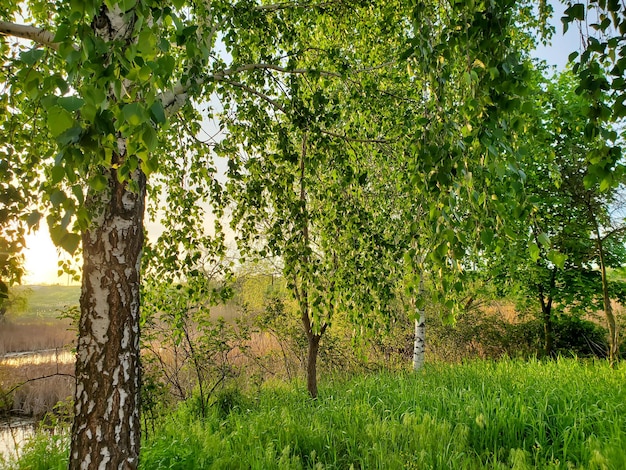 Bellissimo paesaggio mattutino alba in betulle naturali