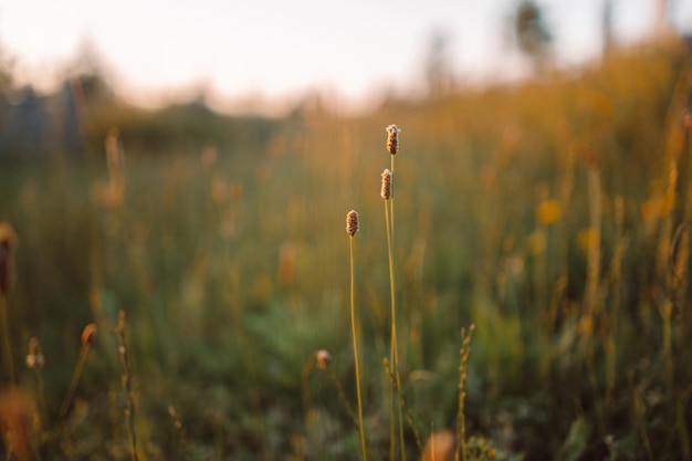 Bellissimo paesaggio mattutino estivo con diversi fiori di campo verdi al tramonto fuoco selettivo scalogno...