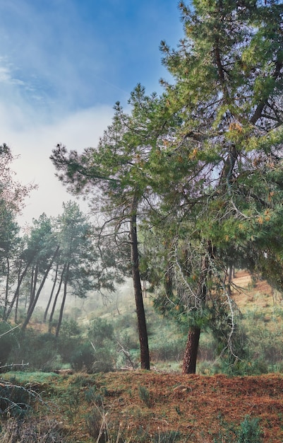 Bellissimo paesaggio mistico con nebbia in autunno. Paesaggio colorato con alberi incantati con foglie arancioni e rosse. Paesaggio con sentiero in una foresta pluviale da sogno.