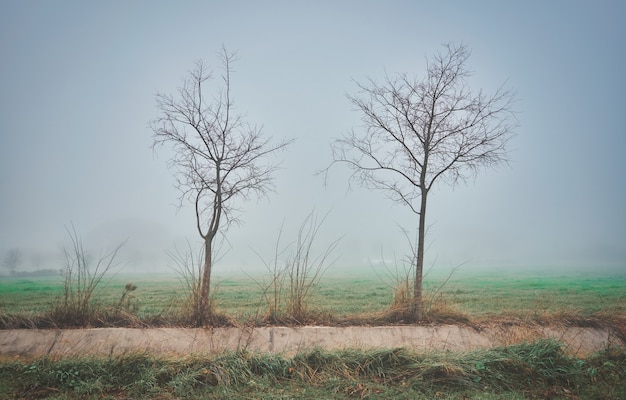 bellissimo paesaggio mistico con nebbia in autunno