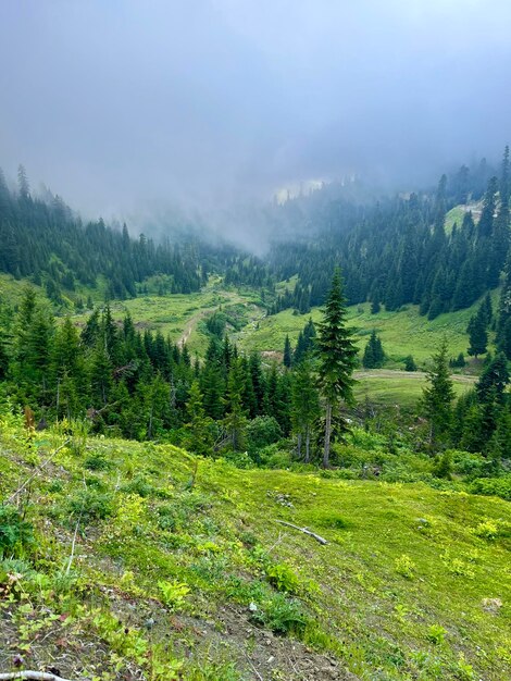 Bellissimo paesaggio montano e foresta verde in caso di nebbia