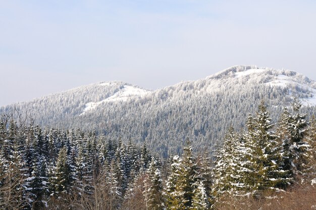 Bellissimo paesaggio montano invernale con foresta