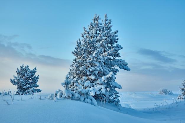 Bellissimo paesaggio natalizio, d'inverno la pineta