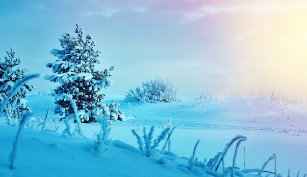 Bellissimo paesaggio natalizioÃ ± paesaggio invernale con le dune sul mare della pineta