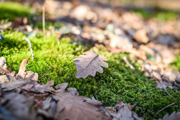 Bellissimo paesaggio naturale autunnale Erba e foglie di quercia primo piano