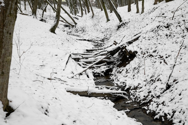 Bellissimo paesaggio naturale con piccolo ruscello