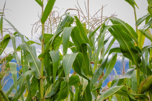 Bellissimo paesaggio naturale con sfondo di bovini e piantagioni