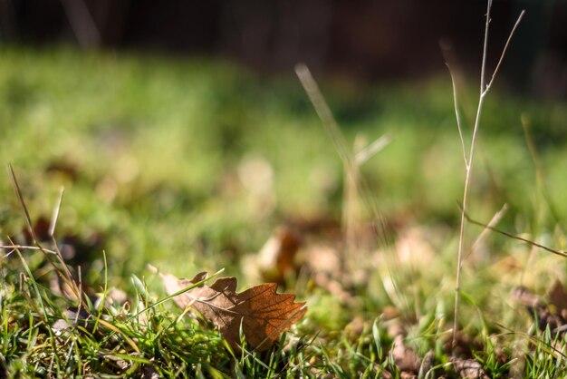 Bellissimo paesaggio naturale Erba primo piano Bellissimo paesaggio naturale