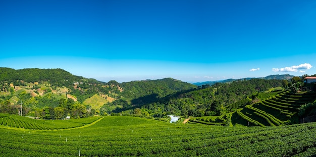 Bellissimo paesaggio Panorama Piantagione di tè scenica sull'altopiano. Doi Mae Salong, Chiang Rai, Thailandia.