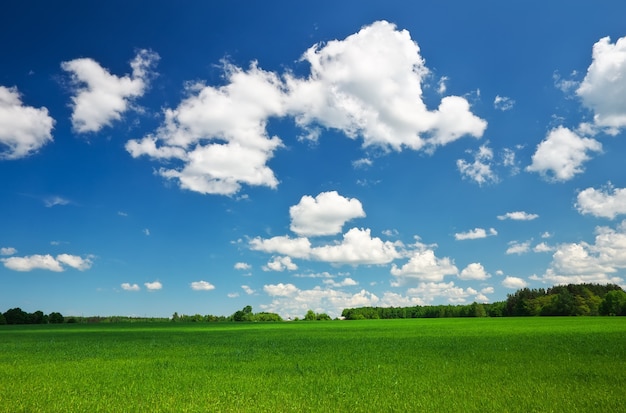 Bellissimo paesaggio primaverile. Campo d'erba e cielo perfetto