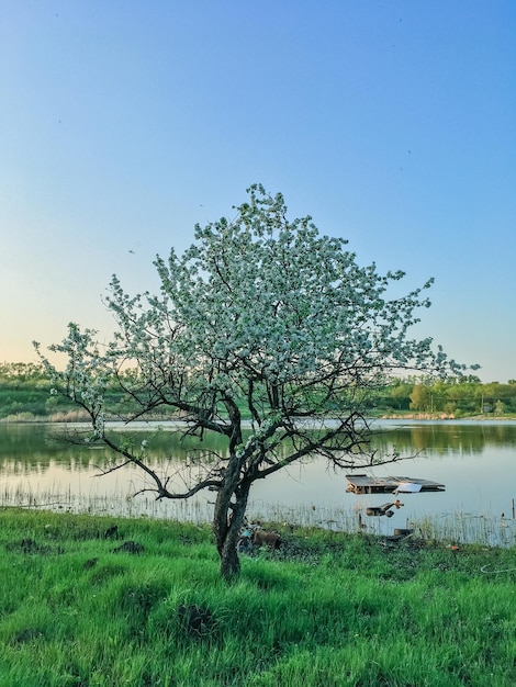 Bellissimo paesaggio primaverile con alberi