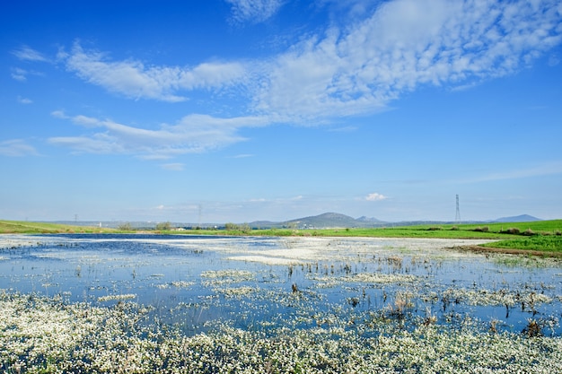 Bellissimo paesaggio primaverile con un lago pieno di fiori sull&#39;acqua