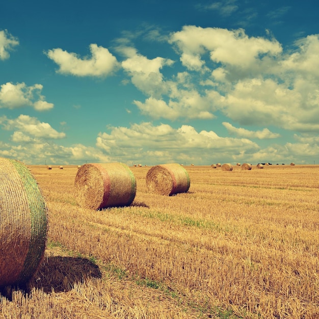 Bellissimo paesaggio rurale Balle di fieno nei campi raccolti Repubblica ceca Europa Coltivazione di fondo agricolo