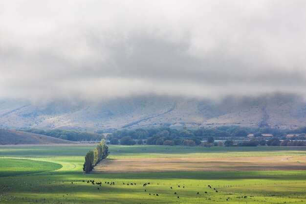 Bellissimo paesaggio rurale della Nuova Zelanda - verdi colline e alberi