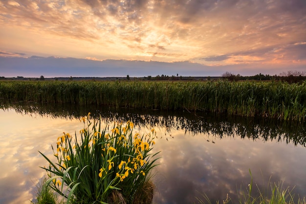 Bellissimo paesaggio serale con fiume e fiori