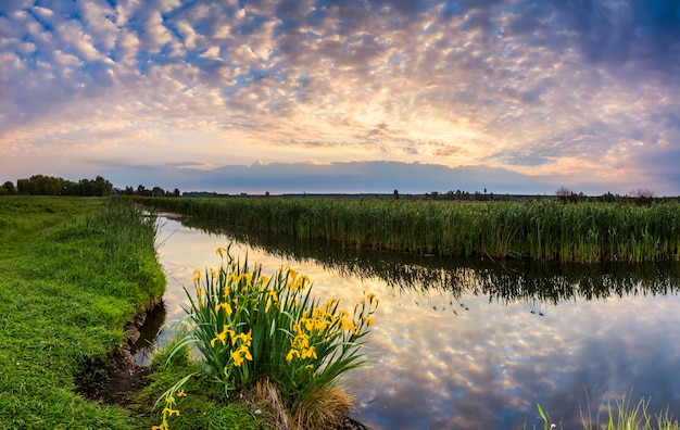 Bellissimo paesaggio serale con fiume e fiori