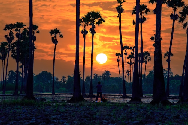 Bellissimo paesaggio Silhouette di Sugar Palm Tree su Orange Sky at Twilight Time