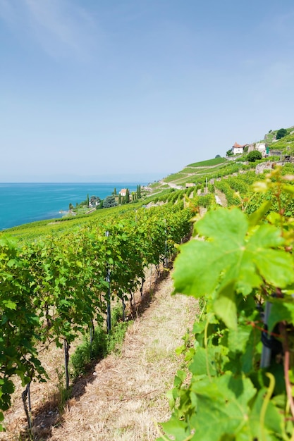 Bellissimo paesaggio soleggiato con vigneti vicino al lago