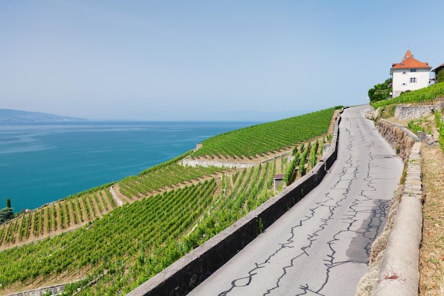 Bellissimo paesaggio soleggiato con vigneti vicino al lago