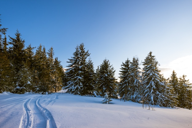 Bellissimo paesaggio soleggiato di soffici abeti tra bianchi cumuli di neve