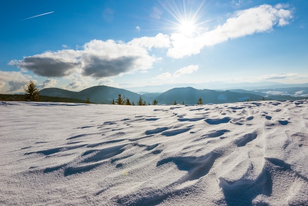 Bellissimo paesaggio soleggiato di soffici abeti