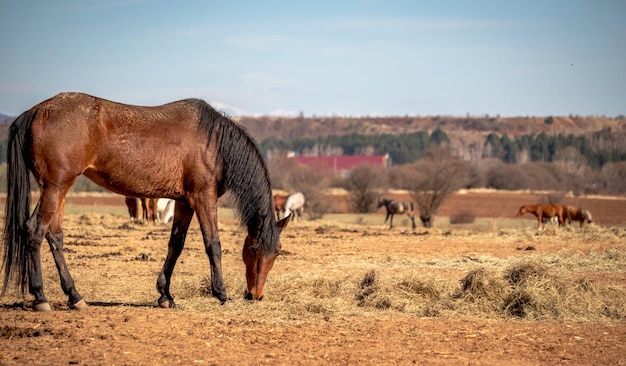 Bellissimo paesaggio solitario cavallo marrone al pascolo nel campo di fieno