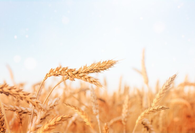 Bellissimo paesaggio spighette di grano da vicino