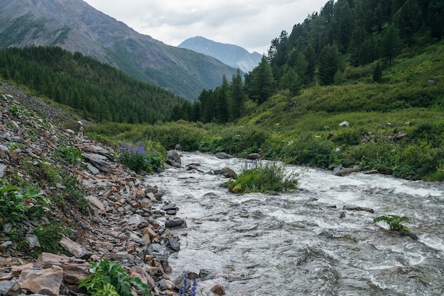 Bellissimo paesaggio verde con flora selvaggia vicino al fiume di montagna chiaro. Meraviglioso scenario naturale con acqua trasparente del torrente di montagna e montagne della foresta sotto il cielo nuvoloso. Vista panoramica sulle montagne.