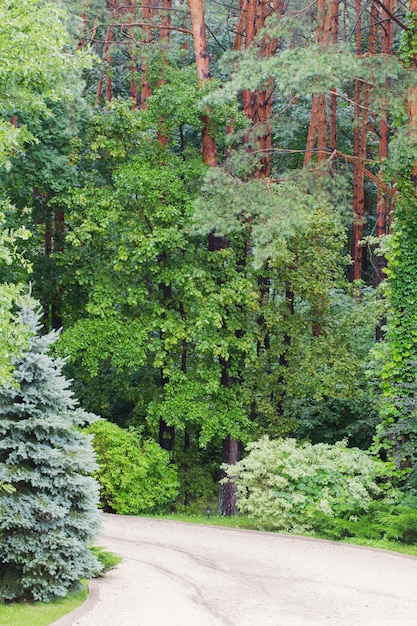 Bellissimo paesaggio verde con foresta estiva