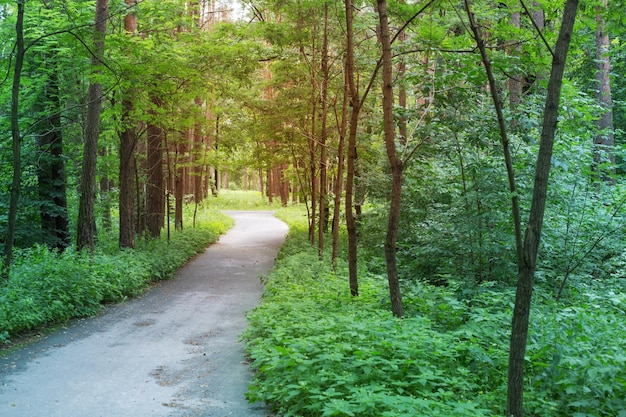 Bellissimo paesaggio verde con foresta estiva