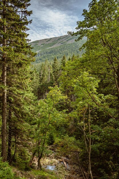 Bellissimo paesaggio verde della foresta di montagna Parco nazionale Karkonosze Polonia