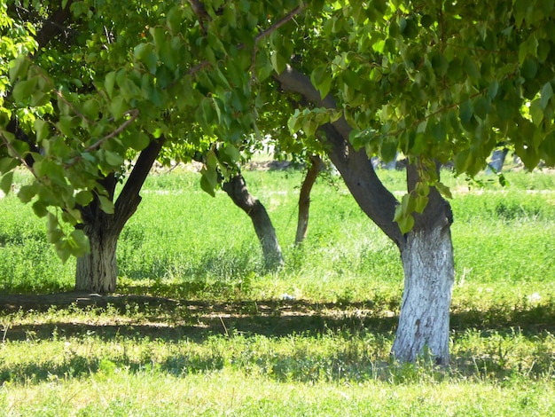 Bellissimo paesaggio verde nel parco