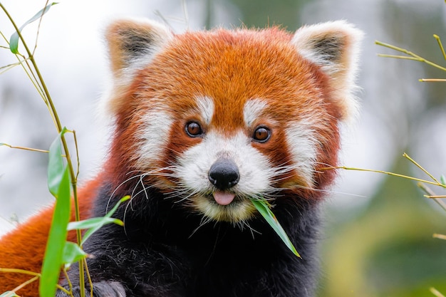 Bellissimo panda rosso Giovane panda minore o firefox Ailurus fulgens Simpatico orso panda nella foresta