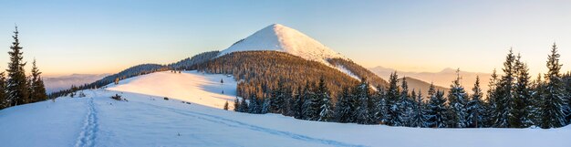 Bellissimo panorama invernale. Paesaggio con abeti rossi, blu